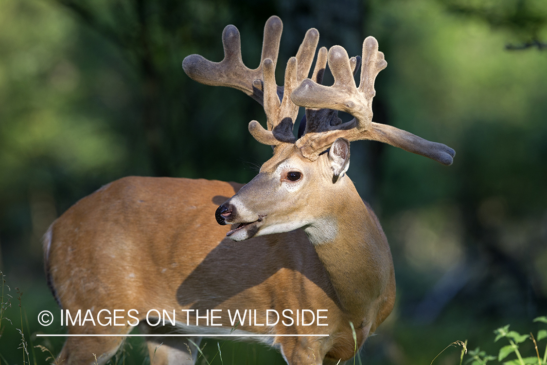 White-tailed buck in habitat.