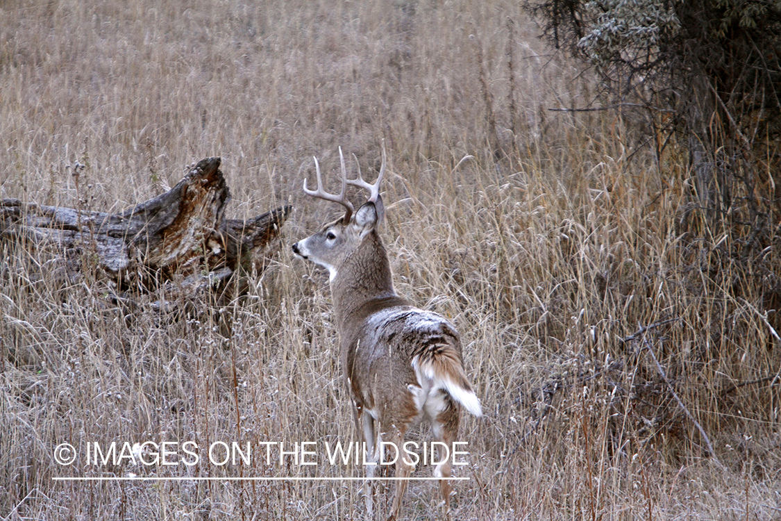 View of White-tailed buck in habitat from tree stand.