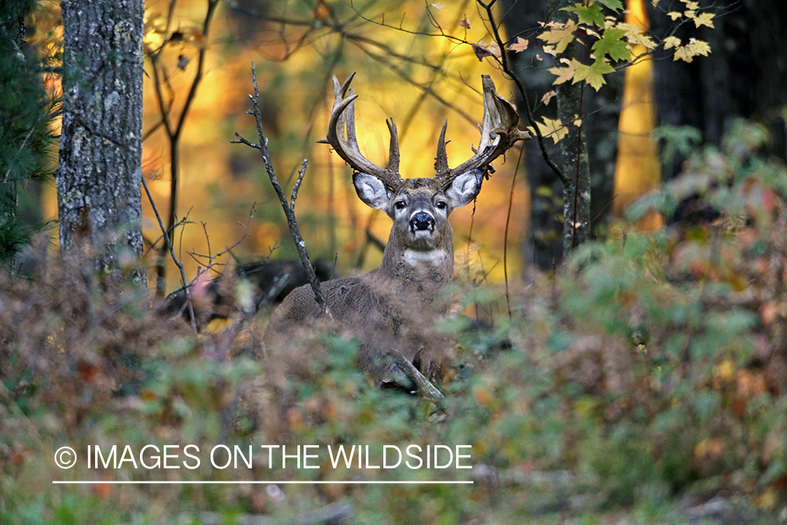 White-tailed buck in habitat.