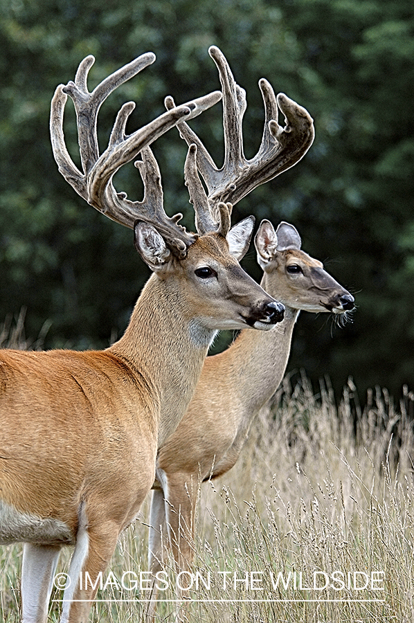 White-tailed buck in velvet.