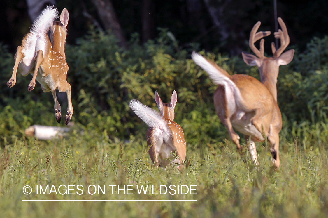 White-tailed buck and fawns fleeing.
