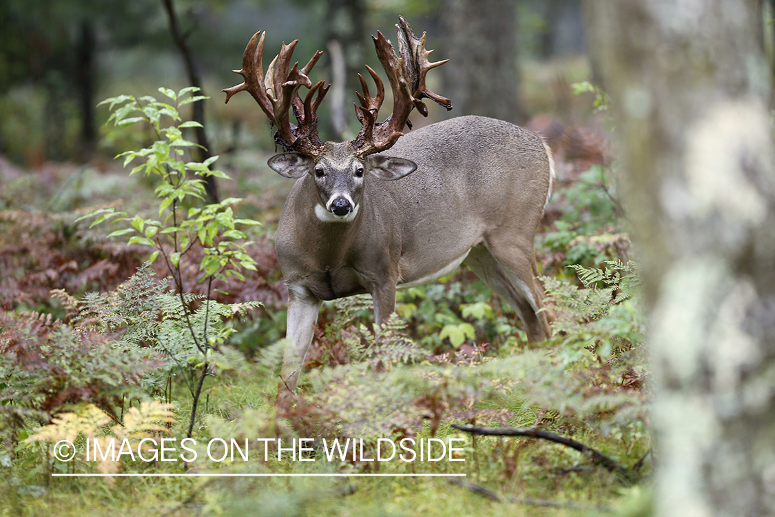 White-tailed buck shedding velvet. 