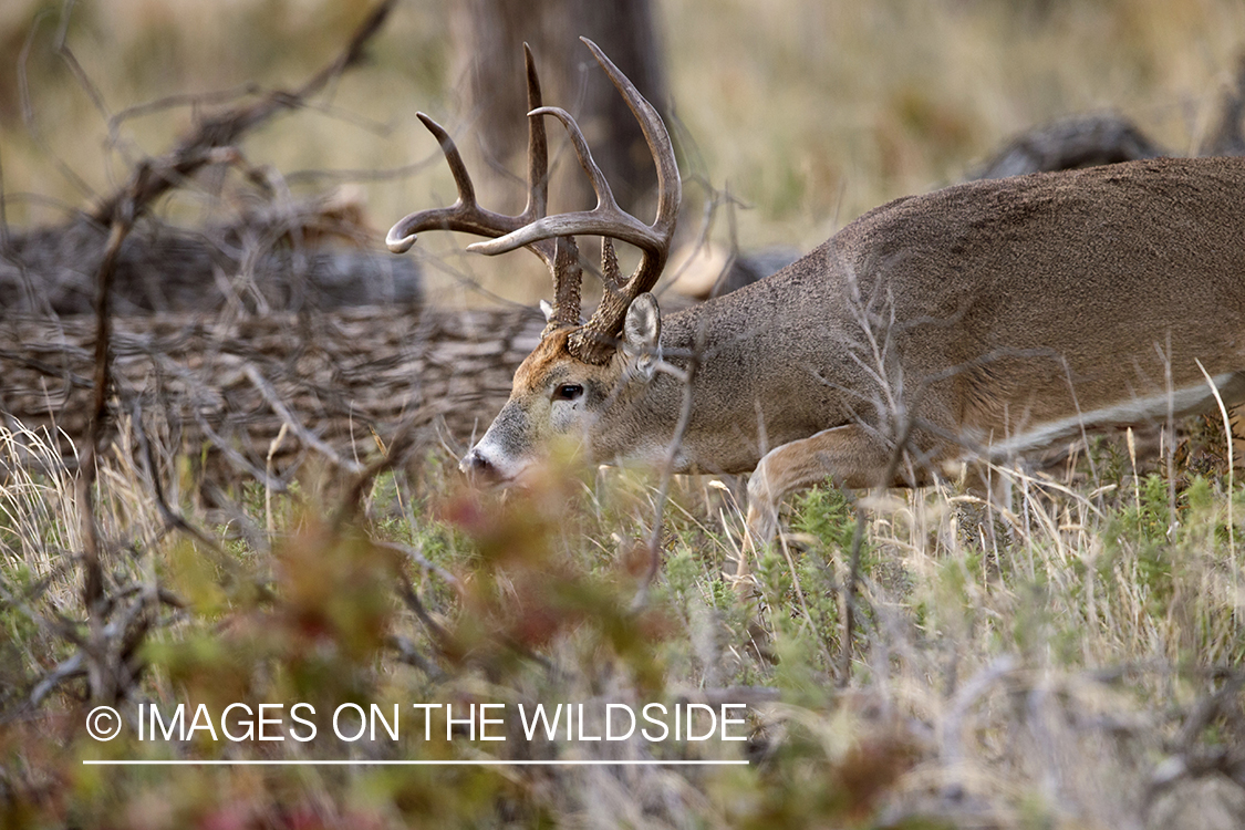 White-tailed following doe trail during the rut.