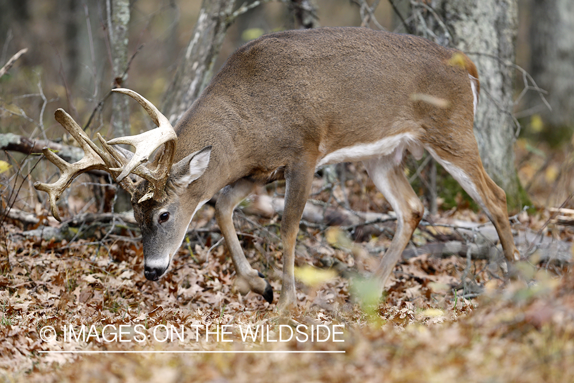 White-tailed buck following doe trail during the rut.