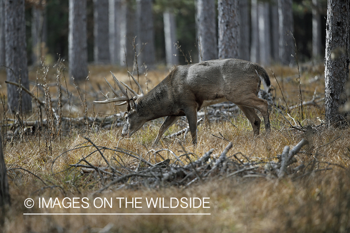 White-tailed buck following doe trail during the rut.