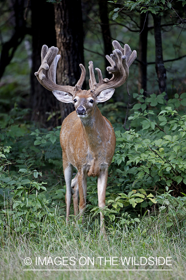 White-tailed Buck in Velvet.