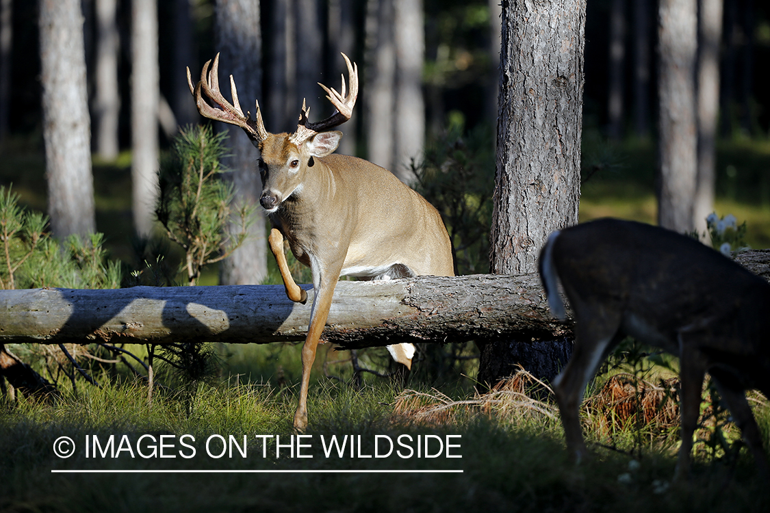 White-tailed buck jumping over log.