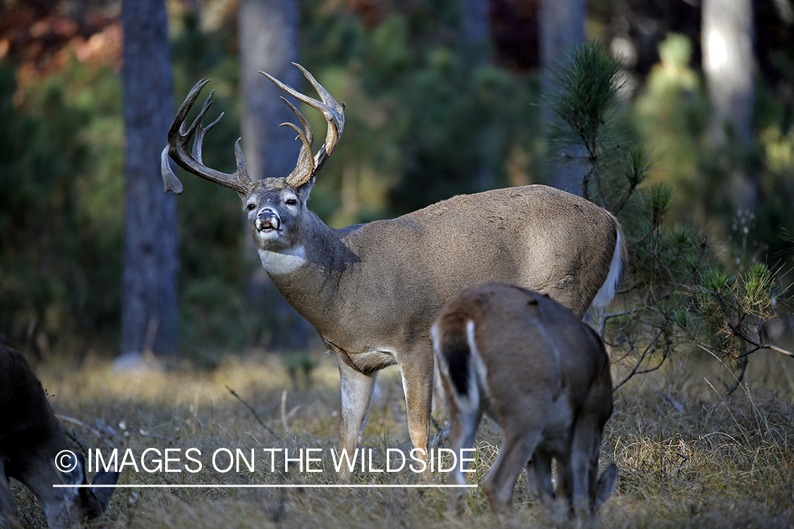 White-tailed buck in woods.