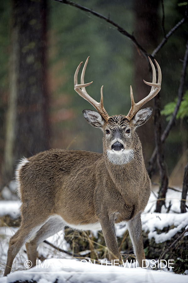 White-tailed buck in winter.