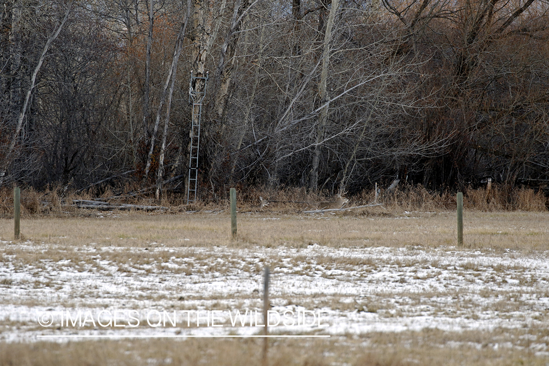 White-tailed buck with in heat doe under tree stand.