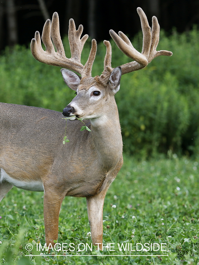 White-tailed buck in velvet.