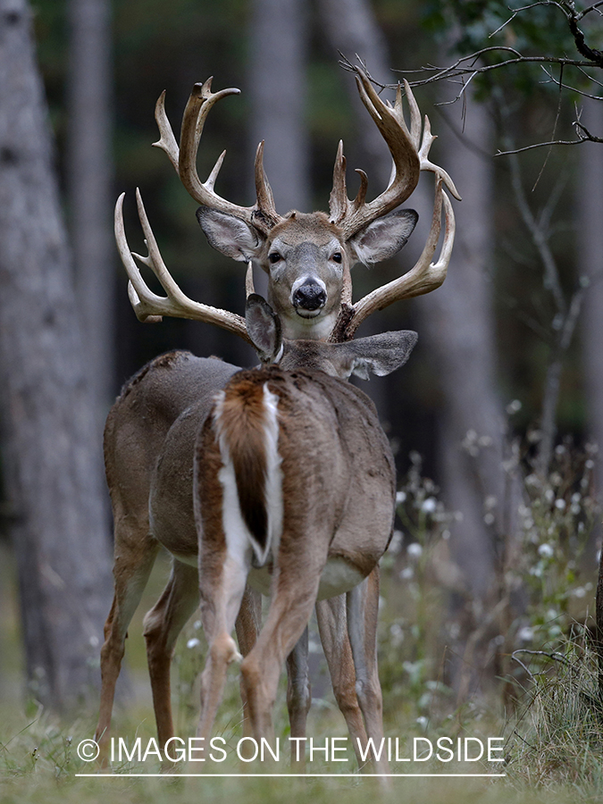 White-tailed buck in field.