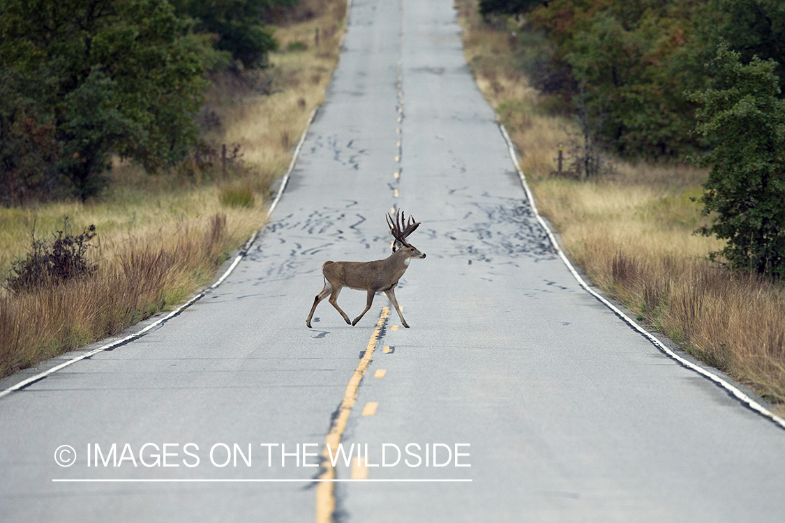 White-tailed buck crossing road.