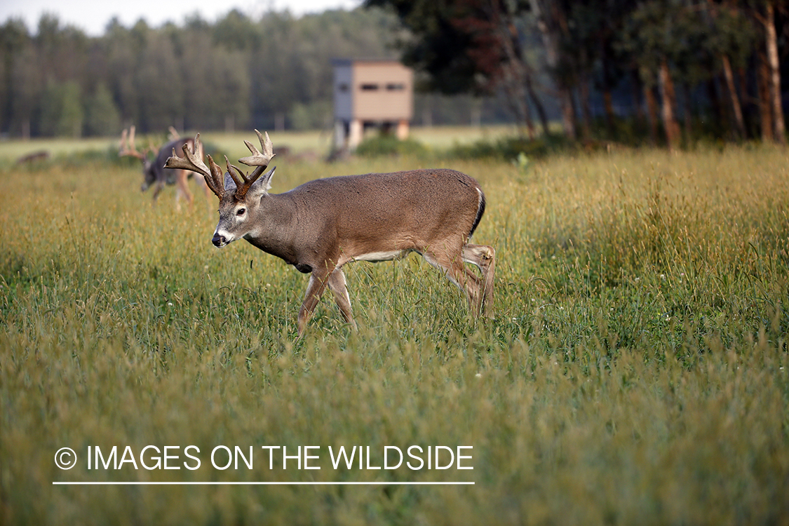 White-tailed buck in field near blind.