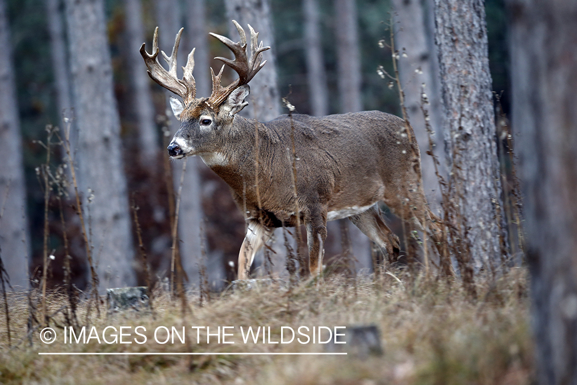 White-tailed buck in field.