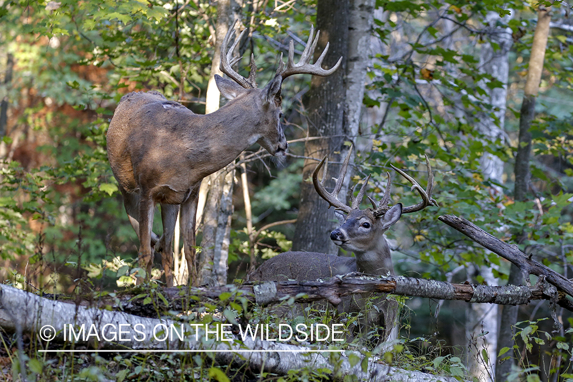 White-tailed buck in the rut.