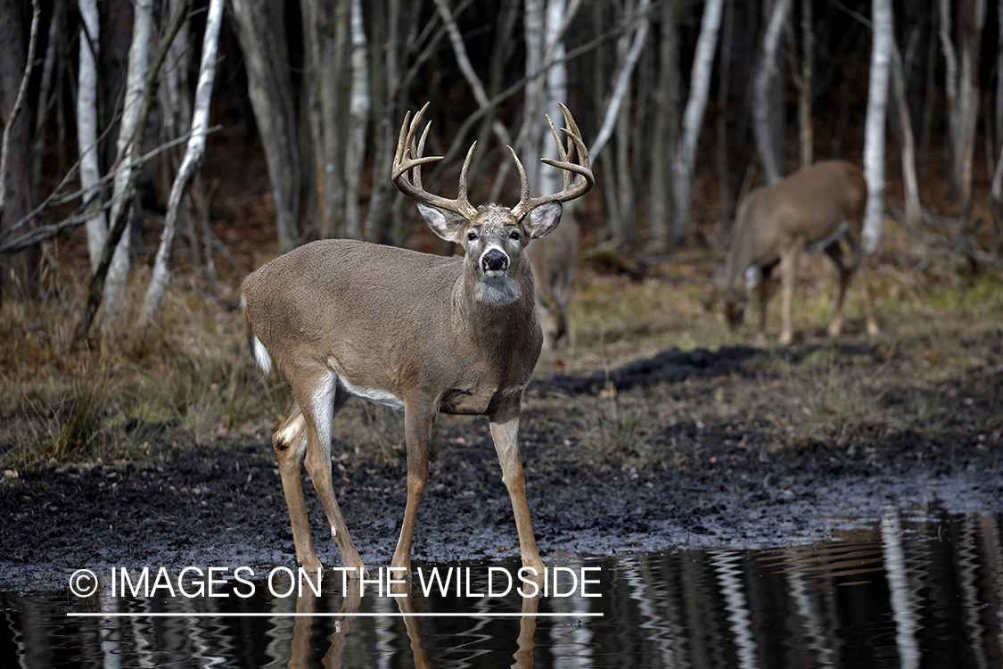 White-tailed buck in water.