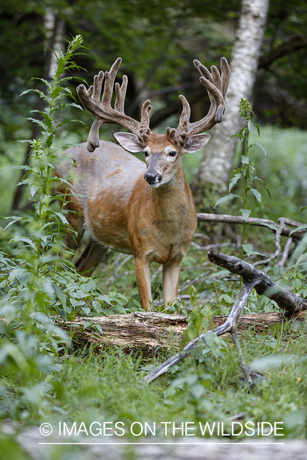 White-tailed buck in Velvet.