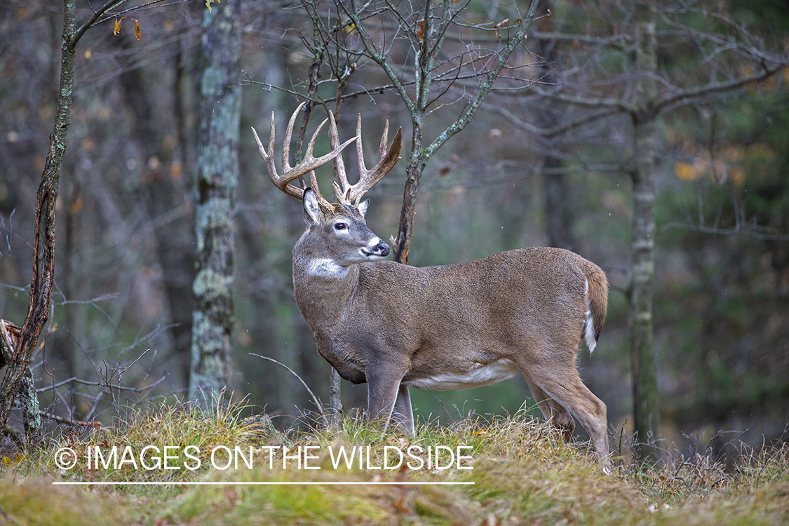 White-tailed buck in field.