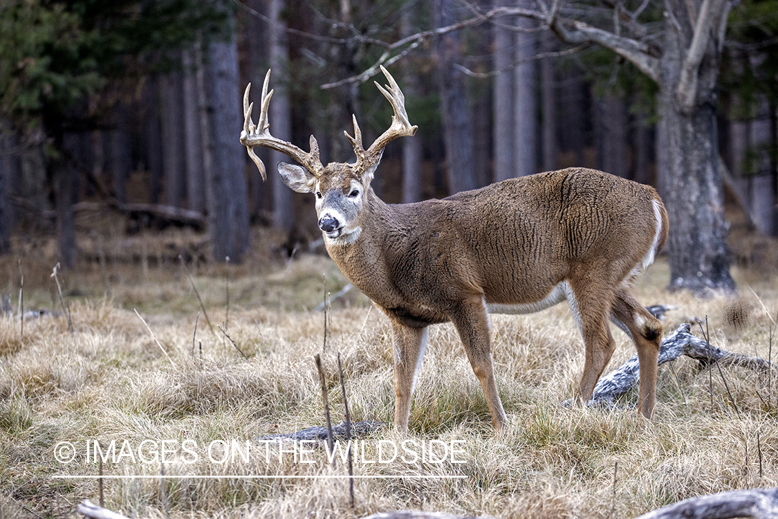 White-tailed buck in field.