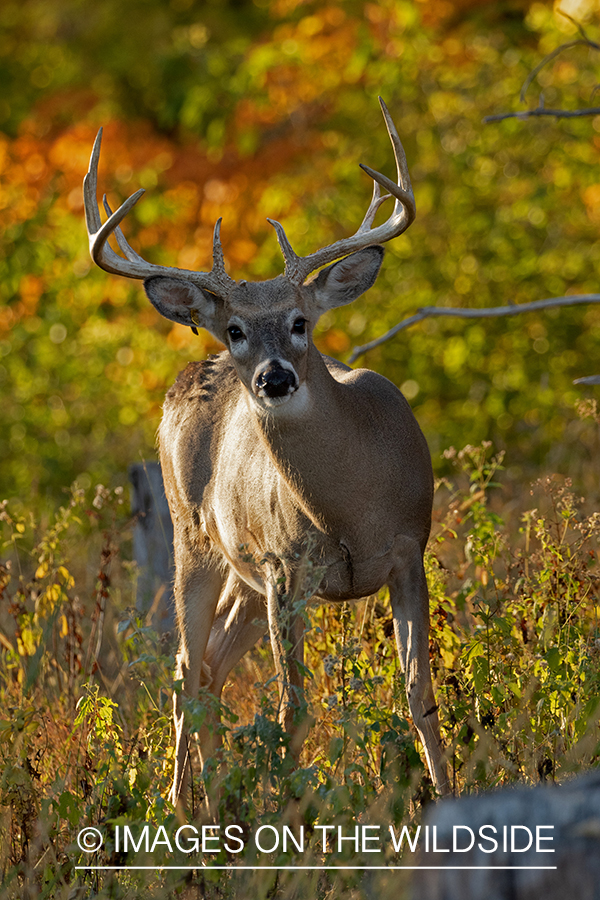 White-tailed buck in habitat.