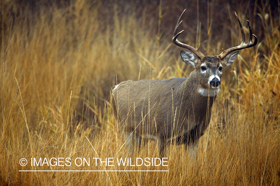 White-tailed deer in habitat