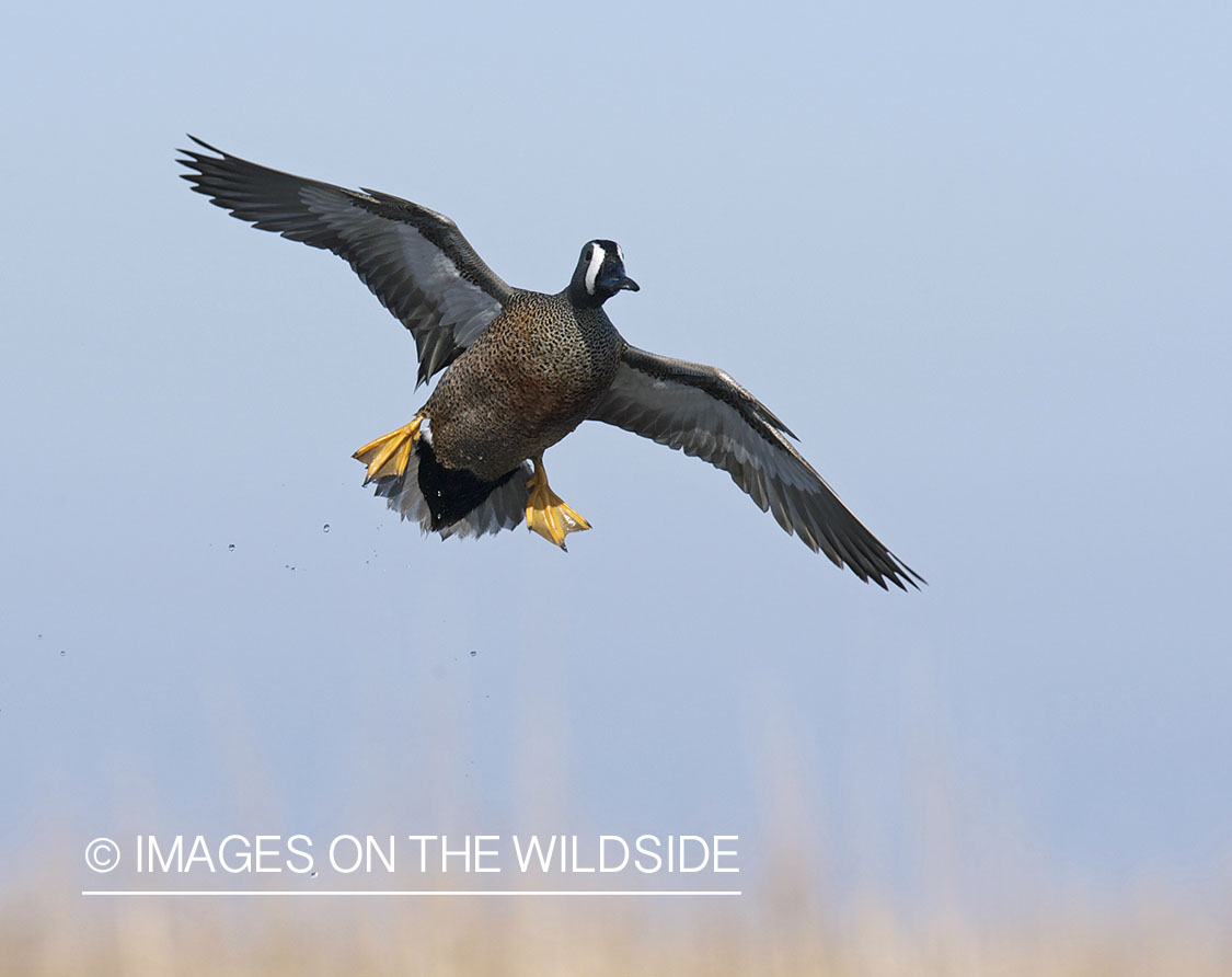 Blue-winged Teal in flight.