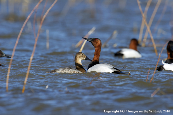 Canvasback drake and hen pair in habitat