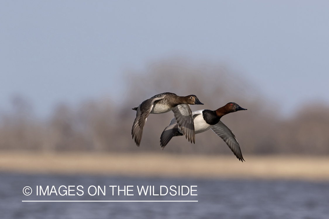 Canvasbacks in flight.