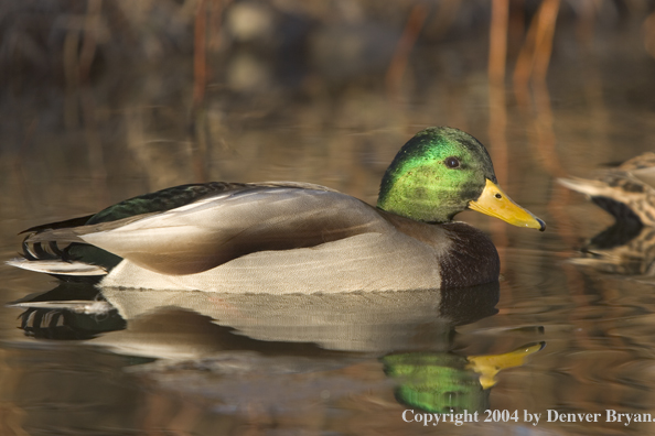 Mallard drake on pond.