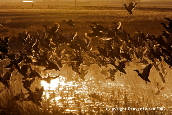 Mallard ducks in flight