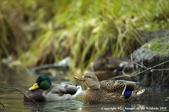 Mallard Duck pair on water