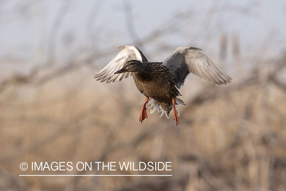 Mallard hen in flight.