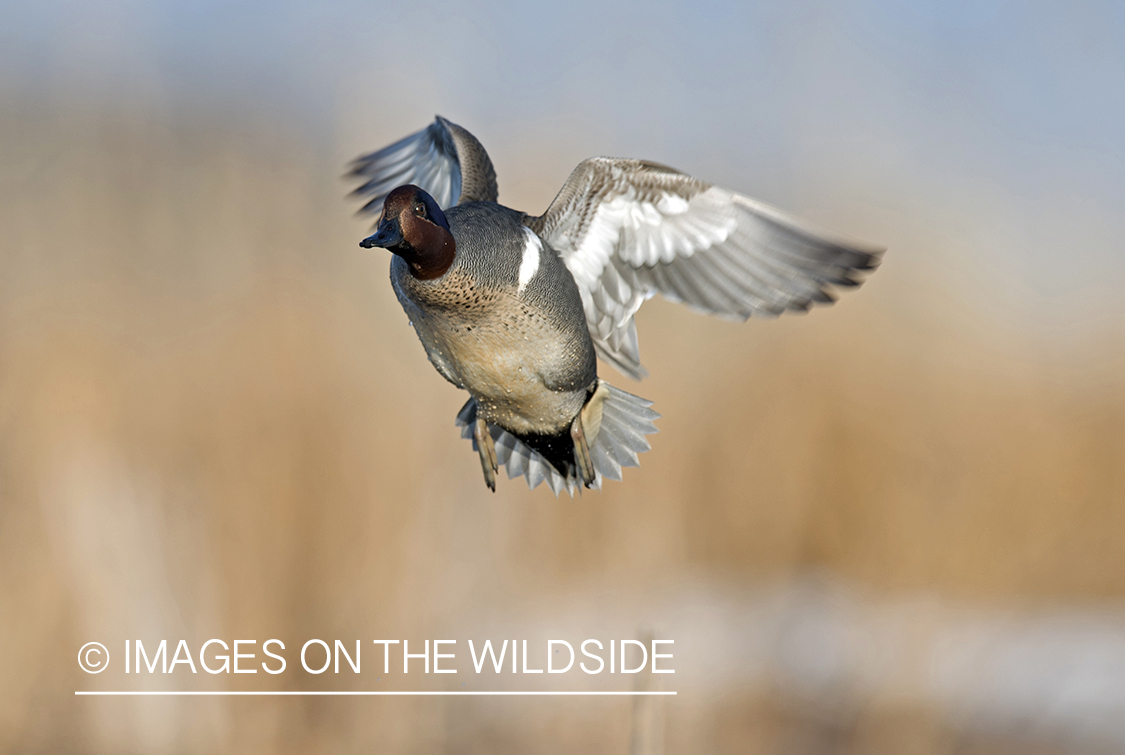 Green-winged Teal in flight.