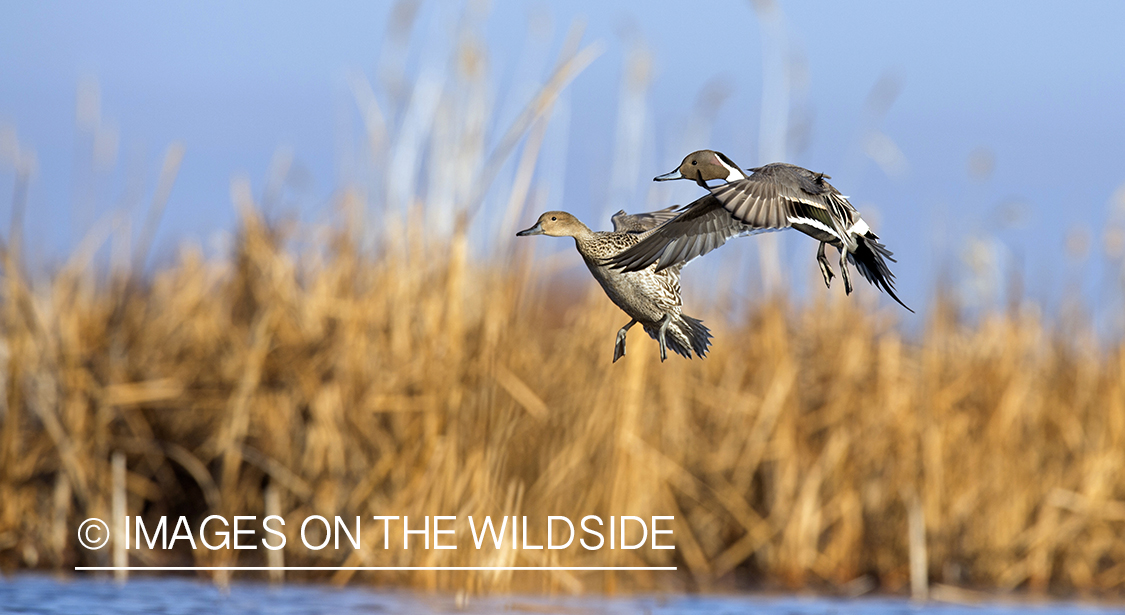 Pintails in flight.