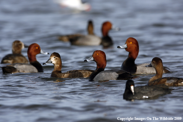 Redhead Ducks