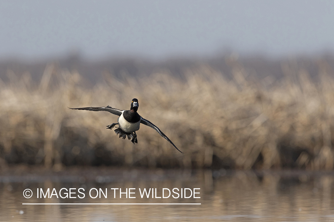 Ring-necked duck in flight.