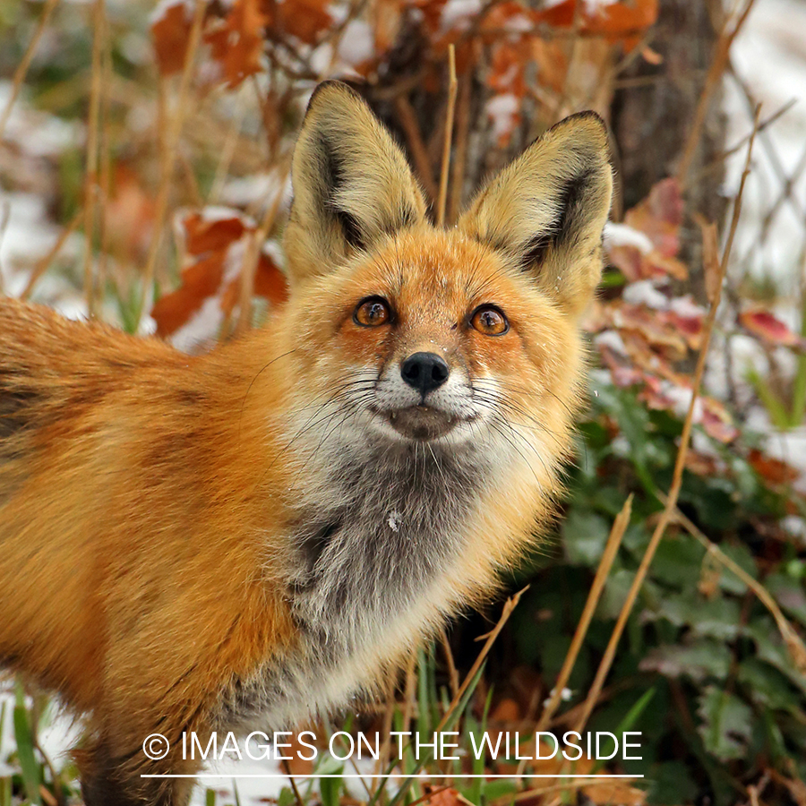 Red Fox in winter habitat.