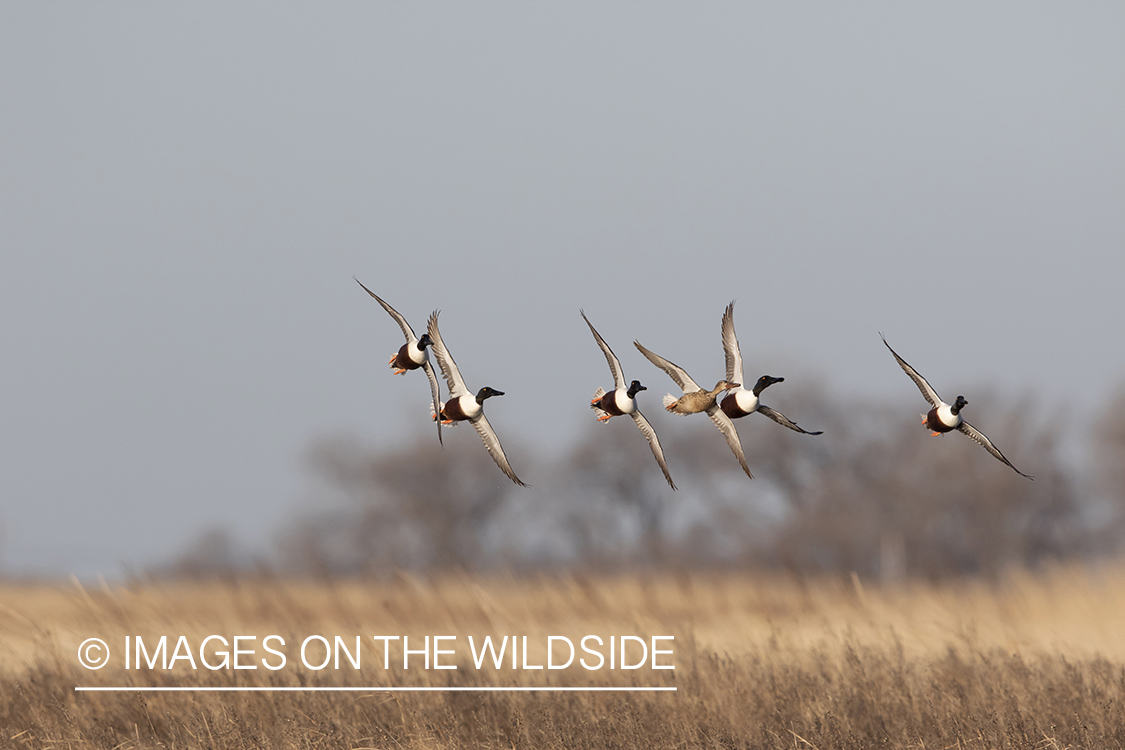 Shoveler ducks (whiffling) in flight.