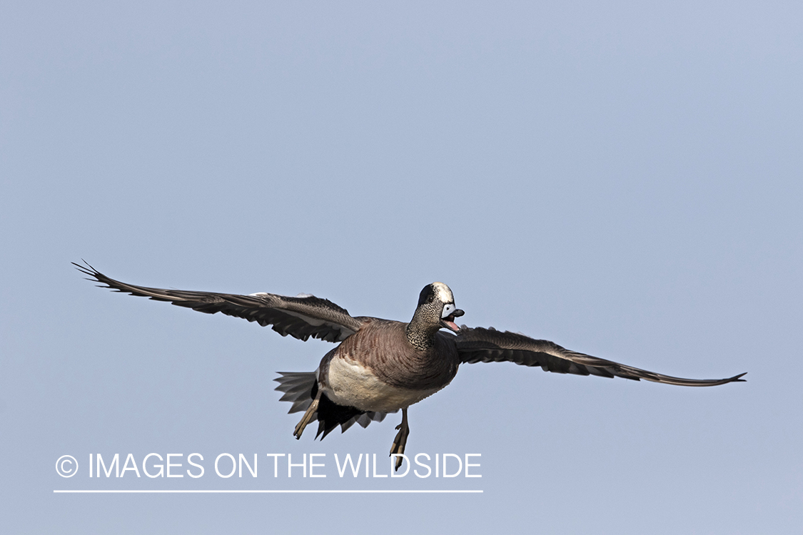 Wigeon drake in flight.