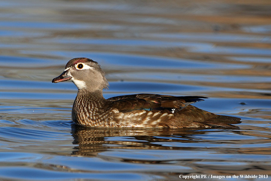 Wood Duck hen in habitat.