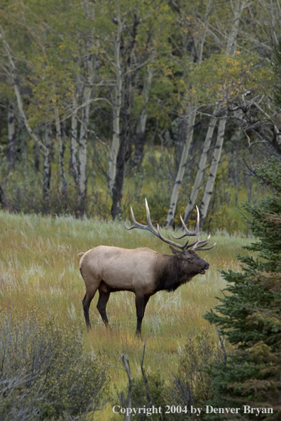 Rocky Mountain bull elk bugling.