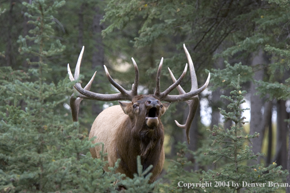 Rocky Mountain bull elk bugling.