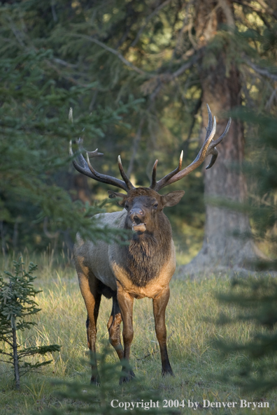 Rocky Mountain bull elk bugling.