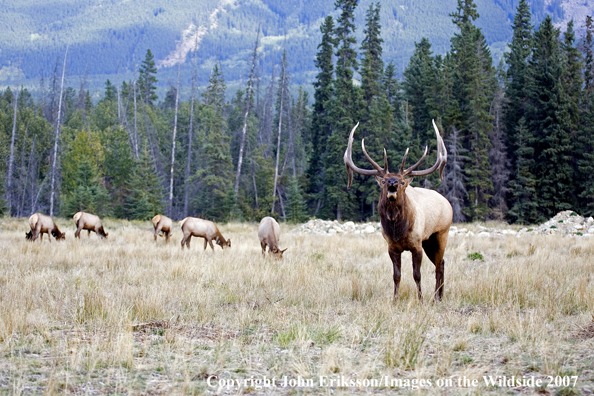 Elk in habitat