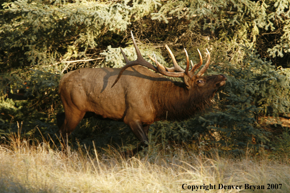 Rocky Mountain Elk 