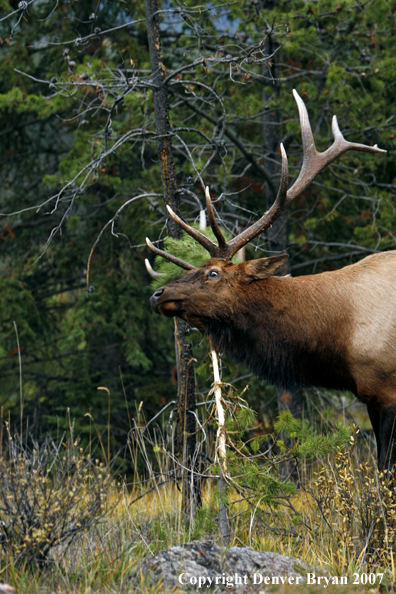 Rocky Mountain Elk rubbing on a sapling