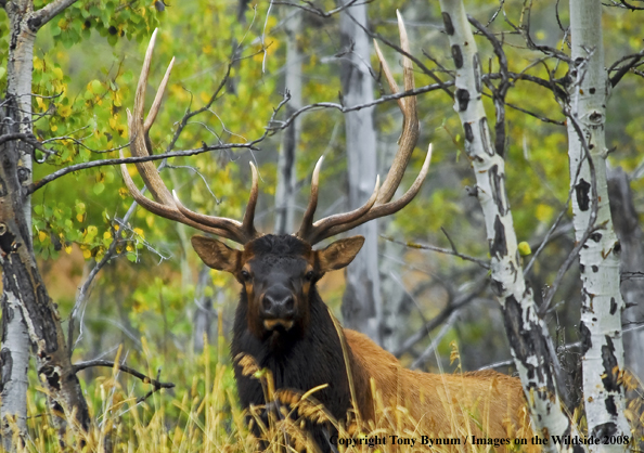 Rocky Mountain Elk in habitat