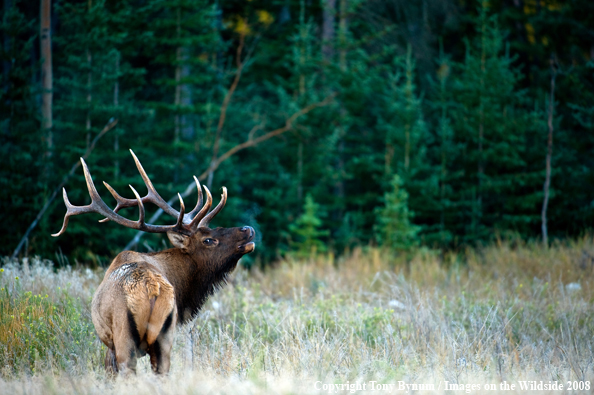 Bull Elk in field