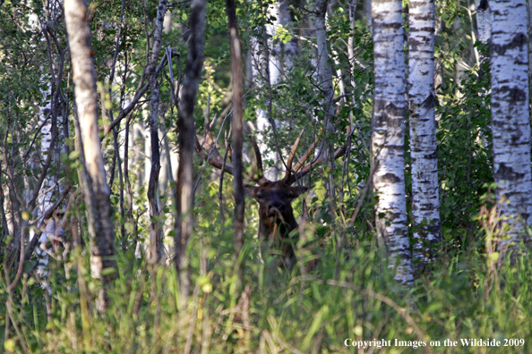 Rocky Mountain Bull Elk